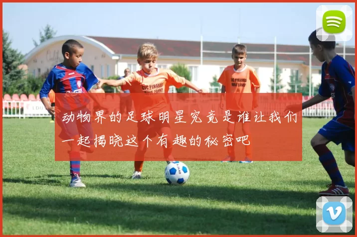 动物界的足球明星究竟是谁让我们一起揭晓这个有趣的秘密吧